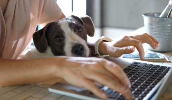 Dog sitting on owners lap woman typing on laptop